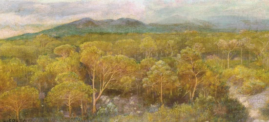 A dying kiss to the fragrant pine grove